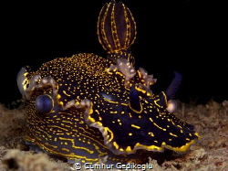 Felimare picta
Yellow Speckled Nudi by Cumhur Gedikoglu 